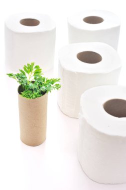 boş rulo tuvalet kağıdı ile içinde bitki fide ağacı olarak. Geri dönüşüm, ekoloji ve muhafazakar kavramı 