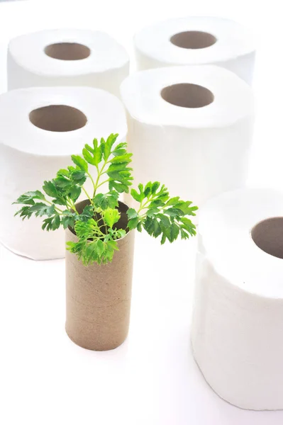 Rollos Vacíos Papel Higiénico Con Planta Dentro Como Árbol Plántulas —  Fotos de Stock