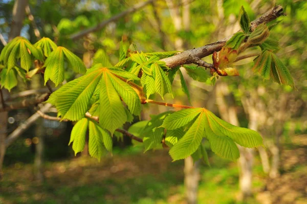Närbild Grön Trädgren Kastanj Blad Chestnut Tree Branch Närbild Kastanj — Stockfoto