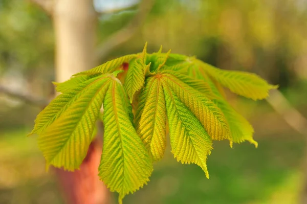 Rama Árbol Verde Primer Plano Hojas Castaño Rama Castaño Hojas — Foto de Stock