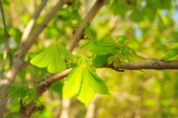 Rama Árbol Verde Primer Plano Hojas Castaño Rama Castaño Hojas — Foto de Stock