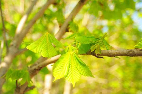 Closeup green tree branch. Chestnut leaves. Chestnut tree branch. Closeup chestnut tree leaves. Green leaves background.