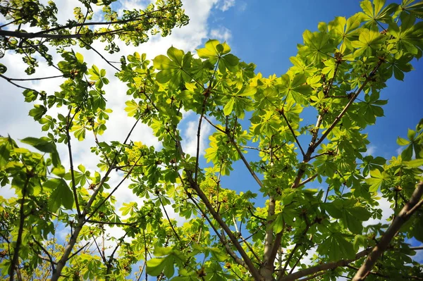 Rama Árbol Verde Primer Plano Hojas Castaño Rama Castaño Hojas — Foto de Stock