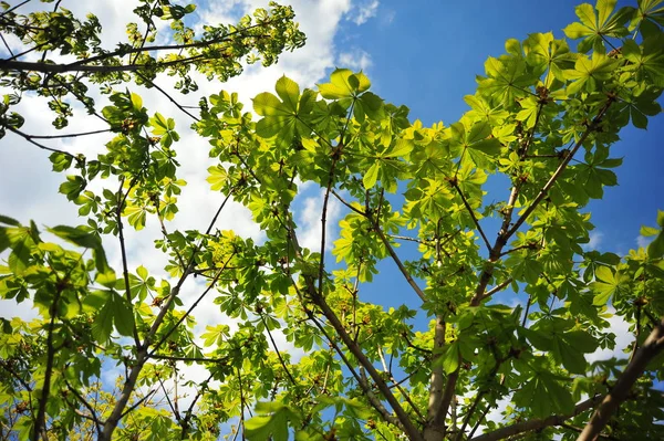 Yakın çekim yeşil ağaç dalı. Kestane yaprağı. Kestane ağacı dalı. Yakın kestane ağacı yaprakları. Yeşil yapraklar arka plan.