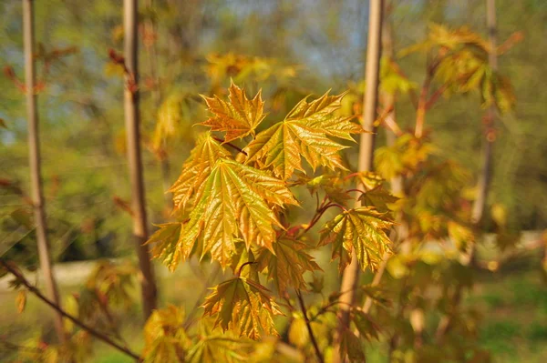 Maple tree branch in spring. Beautiful young maple tree branch. Maple tree branch closeup.