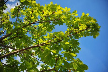 Yakın çekim yeşil ağaç dalı. Kestane yaprağı. Kestane ağacı dalı. Yakın kestane ağacı yaprakları. Yeşil yapraklar arka plan.