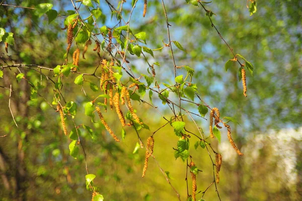 Hojas Abedul Verde Naturaleza Primavera Hojas Árbol Verdes Naturaleza Primavera — Foto de Stock