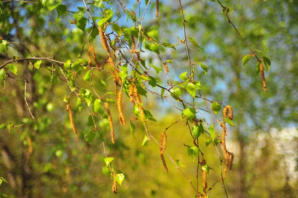 Feuilles Bouleau Vert Nature Printanière Feuilles Arbre Vert Printemps Nature — Photo