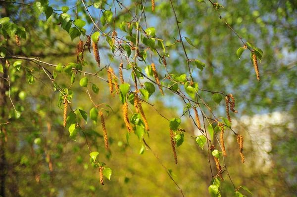 Feuilles Bouleau Vert Nature Printanière Feuilles Arbre Vert Printemps Nature — Photo