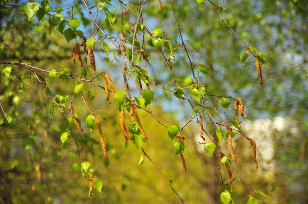 Feuilles Bouleau Vert Nature Printanière Feuilles Arbre Vert Printemps Nature — Photo