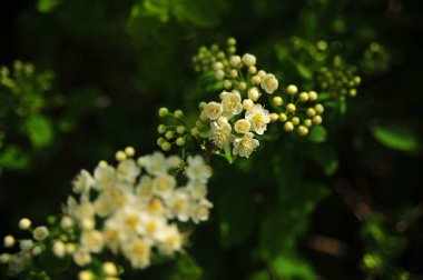 Beyaz çiçeklerle bahar çalısı. Bahar güzel küçük beyaz çiçekler. Çiçek açan bahar ağacı.