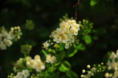 Beyaz çiçeklerle bahar çalısı. Bahar güzel küçük beyaz çiçekler. Çiçek açan bahar ağacı.