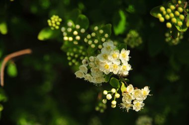 Beyaz çiçeklerle bahar çalısı. Bahar güzel küçük beyaz çiçekler. Çiçek açan bahar ağacı.