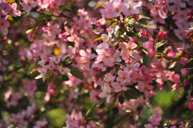Bahar pembe çiçekleri. Pembe elma çiçeği. Bahar çiçekleri arka plan. Dal çiçekleri açan.