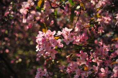 Bahar pembe çiçekleri. Pembe elma çiçeği. Bahar çiçekleri arka plan. Dal çiçekleri açan.
