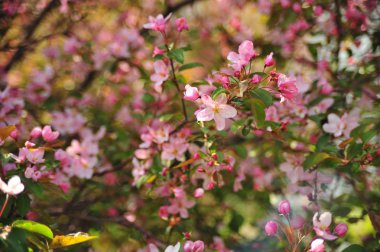 Bahar pembe çiçekleri. Pembe elma çiçeği. Bahar çiçekleri arka plan. Dal çiçekleri açan.