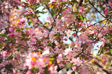 Bahar pembe çiçekleri. Pembe elma çiçeği. Bahar çiçekleri arka plan. Dal çiçekleri açan.