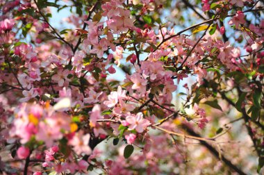 Bahar pembe çiçekleri. Pembe elma çiçeği. Bahar çiçekleri arka plan. Dal çiçekleri açan.