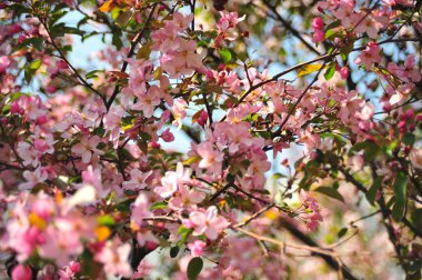 Bahar pembe çiçekleri. Pembe elma çiçeği. Bahar çiçekleri arka plan. Dal çiçekleri açan.