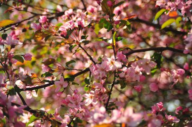 Bahar pembe çiçekleri. Pembe elma çiçeği. Bahar çiçekleri arka plan. Dal çiçekleri açan.