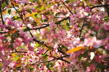 Bahar pembe çiçekleri. Pembe elma çiçeği. Bahar çiçekleri arka plan. Dal çiçekleri açan.