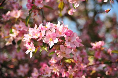 Pembe elma çiçeği. Elma çiçekleri kapatır. Elma ağacı bahar ı. Closeup pembe elma çiçekleri. 