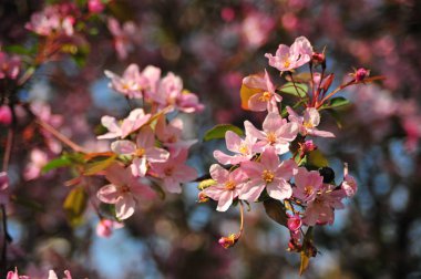 Pembe elma çiçeği. Elma çiçekleri kapatır. Elma ağacı bahar ı. Closeup pembe elma çiçekleri. 