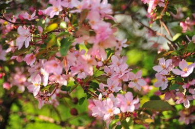 Pembe elma çiçeği. Elma çiçekleri kapatır. Elma ağacı bahar ı. Closeup pembe elma çiçekleri. 