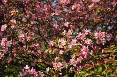 Bahar pembe çiçekleri. Pembe elma çiçeği. Bahar çiçekleri arka plan. Dal çiçekleri açan.