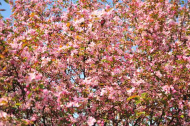 Bahar pembe çiçekleri. Pembe elma çiçeği. Bahar çiçekleri arka plan. Dal çiçekleri açan.