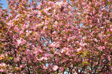 Bahar pembe çiçekleri. Pembe elma çiçeği. Bahar çiçekleri arka plan. Dal çiçekleri açan.