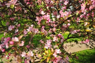 Bahar pembe çiçekleri. Pembe elma çiçeği. Bahar çiçekleri arka plan. Dal çiçekleri açan.