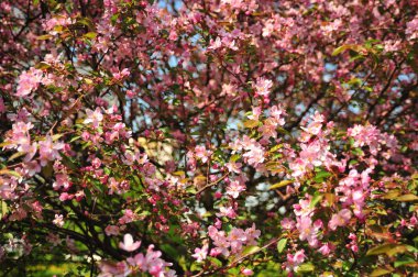 Bahar pembe çiçekleri. Pembe elma çiçeği. Bahar çiçekleri arka plan. Dal çiçekleri açan.