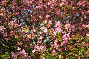 Bahar pembe çiçekleri. Pembe elma çiçeği. Bahar çiçekleri arka plan. Dal çiçekleri açan.