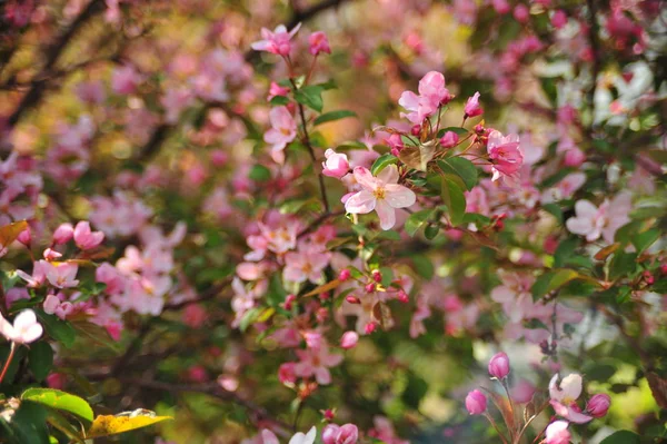 Bahar pembe çiçekleri. Pembe elma çiçeği. Bahar çiçekleri arka plan. Dal çiçekleri açan.