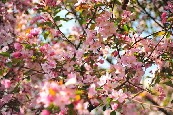Bahar pembe çiçekleri. Pembe elma çiçeği. Bahar çiçekleri arka plan. Dal çiçekleri açan.