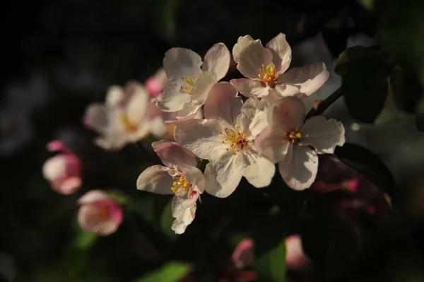 Spring pink blossoms. Pink apple blossom. Spring flowers background. Branch flowers blooming.