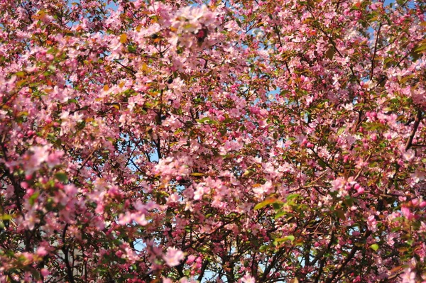 Spring pink blossoms. Pink apple blossom. Spring flowers background. Branch flowers blooming.