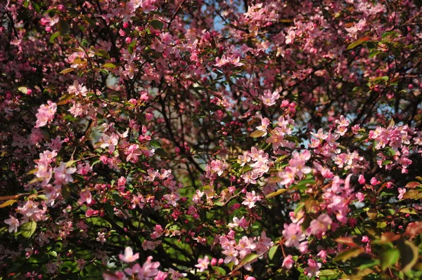 Bahar pembe çiçekleri. Pembe elma çiçeği. Bahar çiçekleri arka plan. Dal çiçekleri açan.