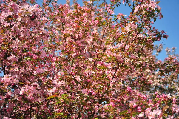 Bahar pembe çiçekleri. Pembe elma çiçeği. Bahar çiçekleri arka plan. Dal çiçekleri açan.