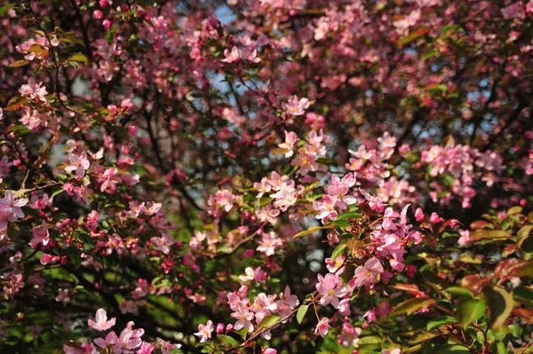Spring pink blossoms. Pink apple blossom. Spring flowers background. Branch flowers blooming.