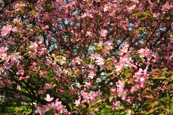 Spring pink blossoms. Pink apple blossom. Spring flowers background. Branch flowers blooming.