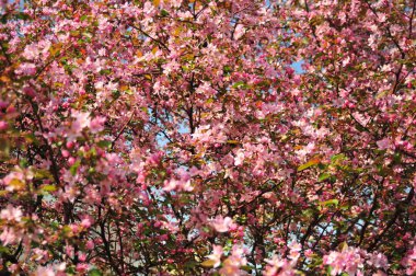 Bahar pembe çiçekleri. Pembe elma çiçeği. Bahar çiçekleri arka plan. Dal çiçekleri açan.