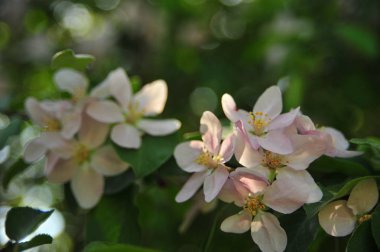 Elma ağacı çiçeği. Çiçek elma çin dalı. Çiçek yakın elma çiçekleri. Bahar çiçeği çiçek ağacı. 