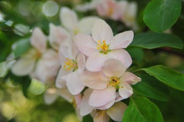 Elma ağacı çiçeği. Çiçek elma çin dalı. Çiçek yakın elma çiçekleri. Bahar çiçeği çiçek ağacı. 