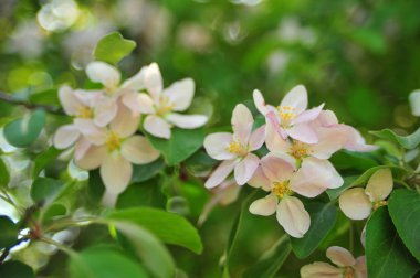 Elma ağacı çiçeği. Çiçek elma çin dalı. Çiçek yakın elma çiçekleri. Bahar çiçeği çiçek ağacı. 