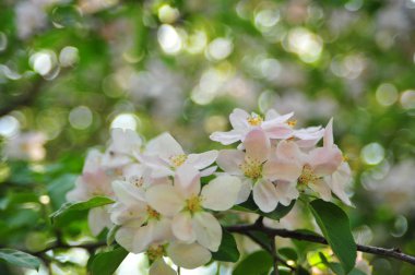 Elma ağacı çiçeği. Çiçek elma çin dalı. Çiçek yakın elma çiçekleri. Bahar çiçeği çiçek ağacı. 