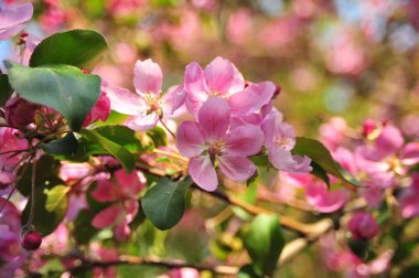 Pembe elma çiçeği. Elma çiçekleri kapatır. Elma ağacı bahar ı. Closeup pembe elma çiçekleri. 