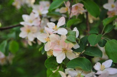 Elma ağacı çiçeği. Çiçek elma çin dalı. Çiçek yakın elma çiçekleri. Bahar çiçeği çiçek ağacı. 