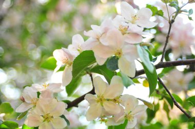 Elma ağacı çiçeği. Çiçek elma çin dalı. Çiçek yakın elma çiçekleri. Bahar çiçeği çiçek ağacı. 